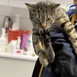 Znaleziono kota, Szczecin, 29 grudnia 2025