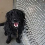 Pies do adopcji, Kraków, 13 grudnia 2025