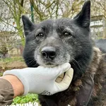 Pies do adopcji, Przyborówko, 28 grudnia 2025