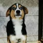 Znaleziono psa, Toruń, 28 grudnia 2025