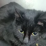 Znaleziono kota, Racławice, 26 grudnia 2025