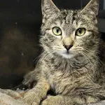 Kot do adopcji, Olsztyn, 10 grudnia 2025