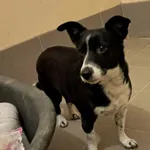 Znaleziono psa, Olsztyn, 28 grudnia 2025