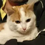 Zaginął kot, Konstantynów Łódzki, 29 grudnia 2025