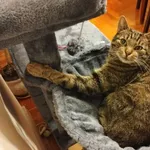 Zaginął kot, Łódź, 29 grudnia 2025