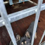 Pies do adopcji, Rytlów, 30 grudnia 2025