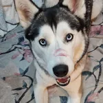 Zaginął pies, Łódź, 29 grudnia 2025