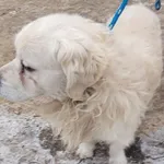 Znaleziono psa, Radom, 29 grudnia 2025