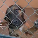 Pies do adopcji, Radom, 29 grudnia 2025