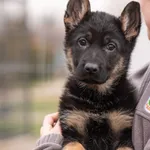 Znaleziono psa, Skałowo, 29 grudnia 2025