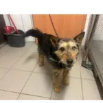 Znaleziono psa, Białystok, 28 grudnia 2025