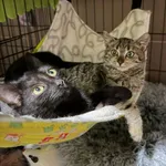 Kot do adopcji, Głowno, 29 grudnia 2025