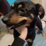 Znaleziono psa, Łódź, 29 grudnia 2025