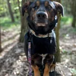 Pies do adopcji, Rytlów, 30 grudnia 2025