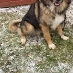 Znaleziono psa, Czartki, 29 grudnia 2025