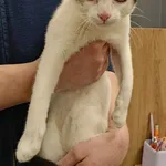 Znaleziono kota, Lublin, 29 grudnia 2025