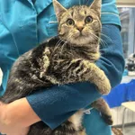 Kot do adopcji, Zgierz, 29 grudnia 2025