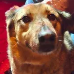 Znaleziono psa, Radom, 26 grudnia 2025