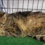 Znaleziono kota, Grudziądz, 30 grudnia 2025