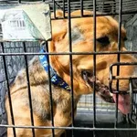 Znaleziono psa, Radom, 29 grudnia 2025