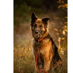 Znaleziono psa, Białystok, 2 października 2025