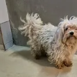 Znaleziono psa, Lublin, 24 grudnia 2025