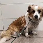 Znaleziono psa, Siedlce, 29 grudnia 2025