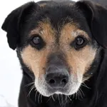 Znaleziono psa, Pieckowo, 30 grudnia 2025