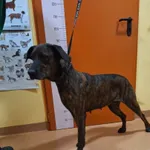 Znaleziono psa, Skałowo, 30 grudnia 2025