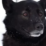 Znaleziono psa, Pieckowo, 30 grudnia 2025