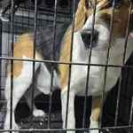 Znaleziono psa, Radom, 31 grudnia 2025