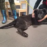 Znaleziono psa, Bydgoszcz, 22 grudnia 2025