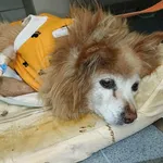 Znaleziono psa, Lublin, 29 grudnia 2025