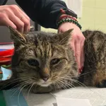 Znaleziono kota, Bydgoszcz, 29 grudnia 2025