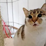 Znaleziono kota, Wałbrzych, 18 grudnia 2025