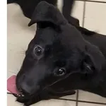 Znaleziono psa, Wrocław, 18 grudnia 2025