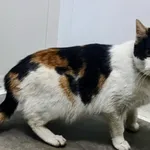 Znaleziono kota, Pieckowo, 30 grudnia 2025