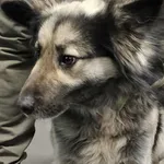 Znaleziono psa, Bydgoszcz, 27 grudnia 2025