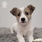 Pies do adopcji, Gdynia, 30 grudnia 2025