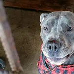 Znaleziono psa, Wałbrzych, 23 grudnia 2025