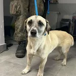 Znaleziono psa, Toruń, 29 grudnia 2025