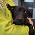 Znaleziono psa, Bydgoszcz, 22 grudnia 2025