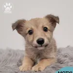 Pies do adopcji, Gdynia, 30 grudnia 2025