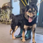 Znaleziono psa, Bydgoszcz, 22 grudnia 2025