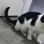 Znaleziono kota, Pieckowo, 30 grudnia 2025