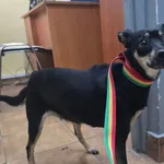 Znaleziono psa, Sosnowiec, 30 grudnia 2025