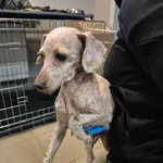 Znaleziono psa, Lublin, 27 grudnia 2025