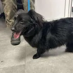 Znaleziono psa, Toruń, 29 grudnia 2025