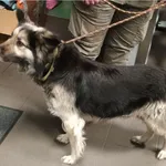 Znaleziono psa, Bydgoszcz, 25 grudnia 2025