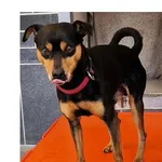 Znaleziono psa, Wrocław, 24 grudnia 2025